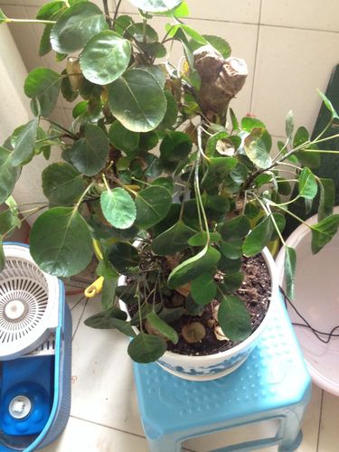 圆圆的小叶子,这是什么植物啊?