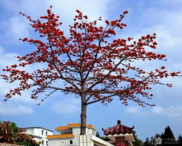 木棉树形态特征 木棉树什么时候开花