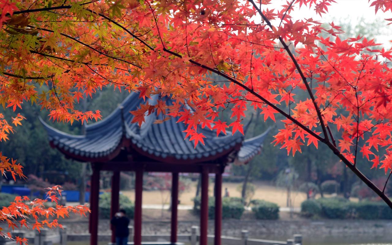 秋景醉人的南京栖霞山红叶
