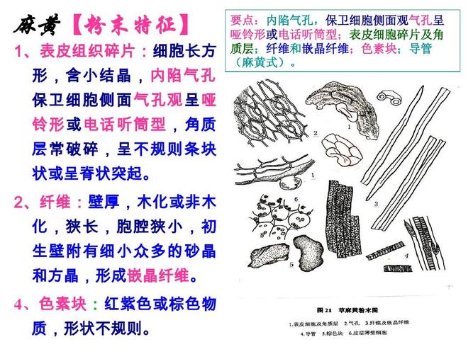 7种粉末显微特征ppt