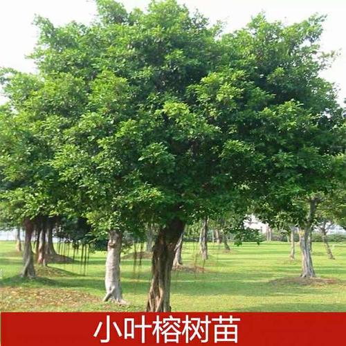 榕树小叶榕榕树苗独木成林四季常青风景树室内外苗木庭院园林绿化