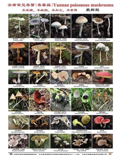 最后附了张毒蘑菇的图片!