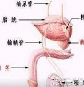 阴囊潮湿有精子味怎么回事