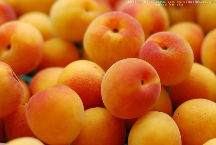 标题:散片-梅子(微距)