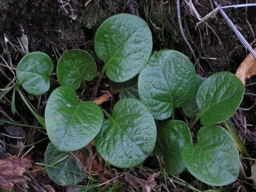 鹿蹄草的功效与作用