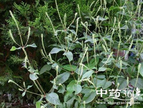 白刺杏的功效与作用 白刺杏的附方