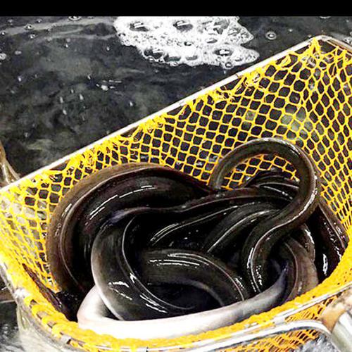 [博贺港]海钓白鳝鱼