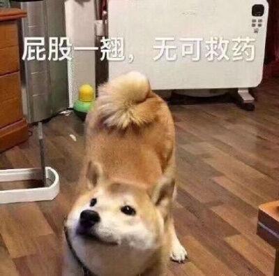 狗狗旋转表情包