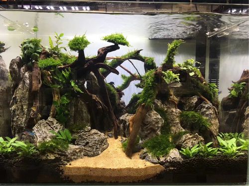 老板很忙-闲置鱼缸展厅