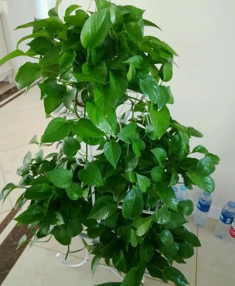 养绿萝,别再买肥料了,各种"废料"加一起,绿萝能长2米长