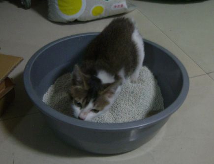 自制猫厕所