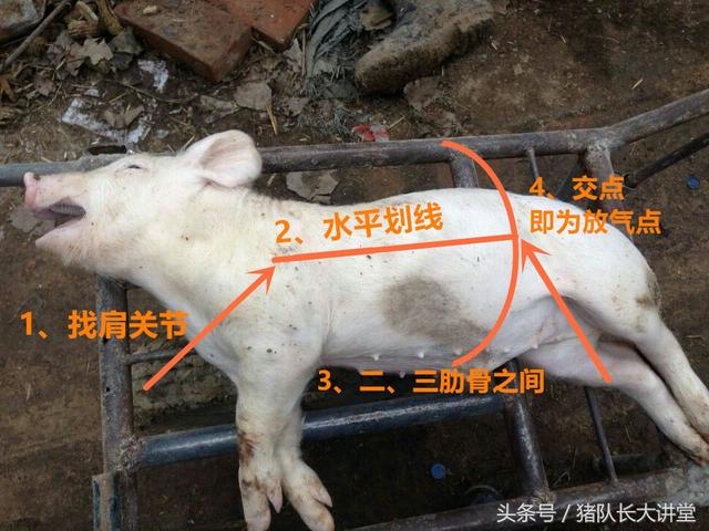 三农问题放气位置图,可保存下来 那么大部分猪胀气的时候,我们来不及