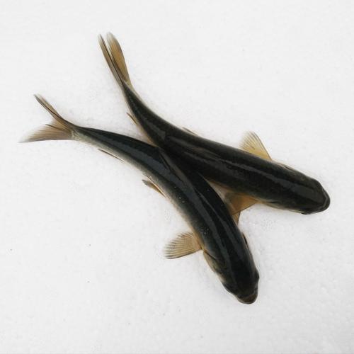 鱼苗有(黑,红罗非,鲩鱼草鱼,生鱼黑鱼,塘鲺塘角,鲤鱼,大口鲶鱼,埃及