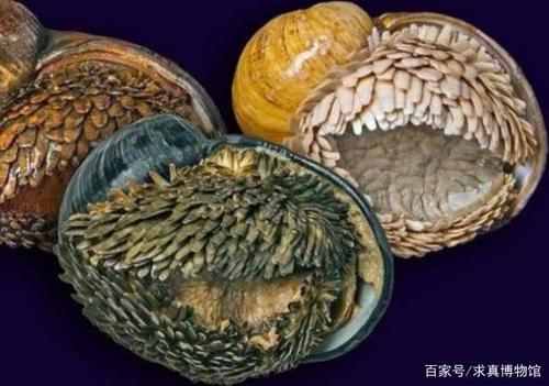 生活在海底火山口的远古生命,历史比人类还要久远