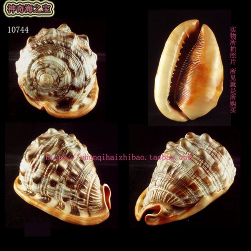 海螺贝壳一图一物148cm万宝螺宝螺招财天然标本海螺
