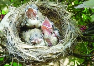 白头翁农家做窝,生了三宝贝