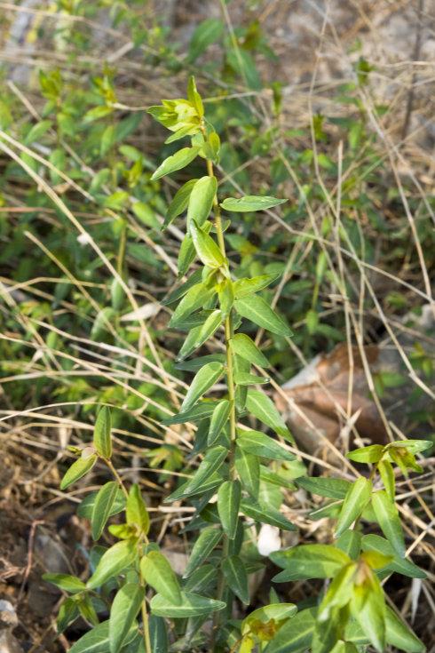 大戟科大戟属植物——雀儿舌头