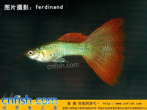 金蕾丝蛇王_蛇王孔雀鱼