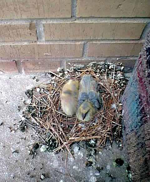 面对这样的鸽子窝我无语了(图)