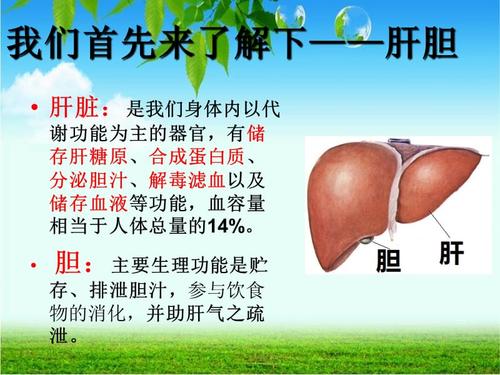 肝胆排毒原理ppt