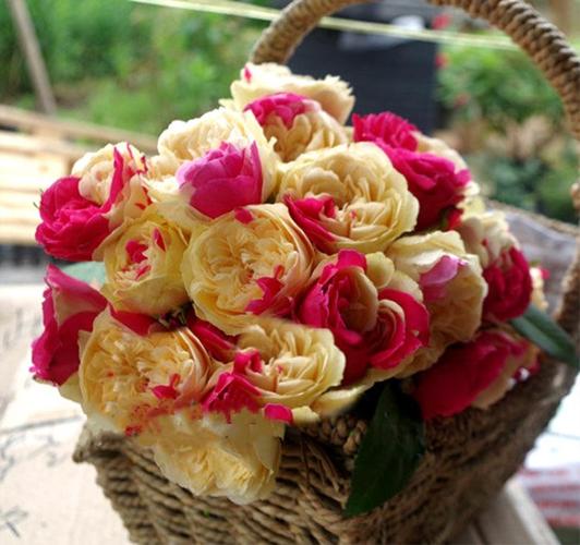 带花苞发货欧洲月季花苗风月花灌木切花四季开花浓香型双色月季