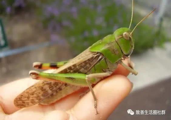 已查清印度数千亿只蝗虫消失的真相并且虫群不会来到中国