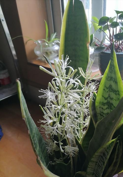 初秋的惊喜,虎皮兰开花