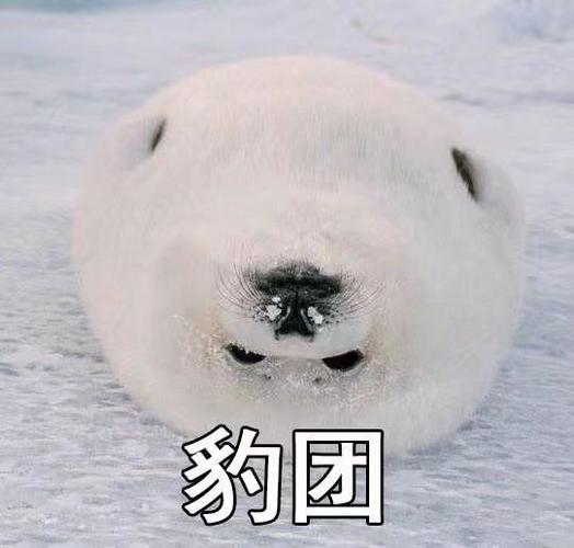 安橙s采集到吸动物  采集 海豹表情包