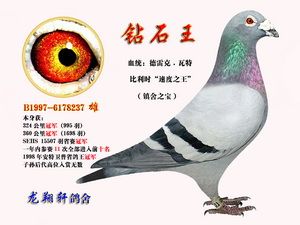 瓦特系列—钻石王 - 龙翔轩鸽舍