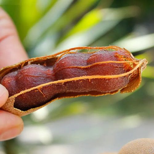 云南少见的水果种类很多来说一种云南奇特的水果甜角