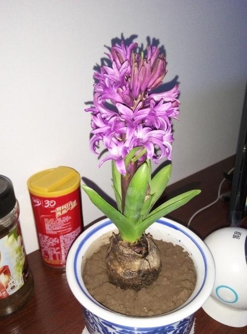 风信子从发芽到开花需要多长时间呢?
