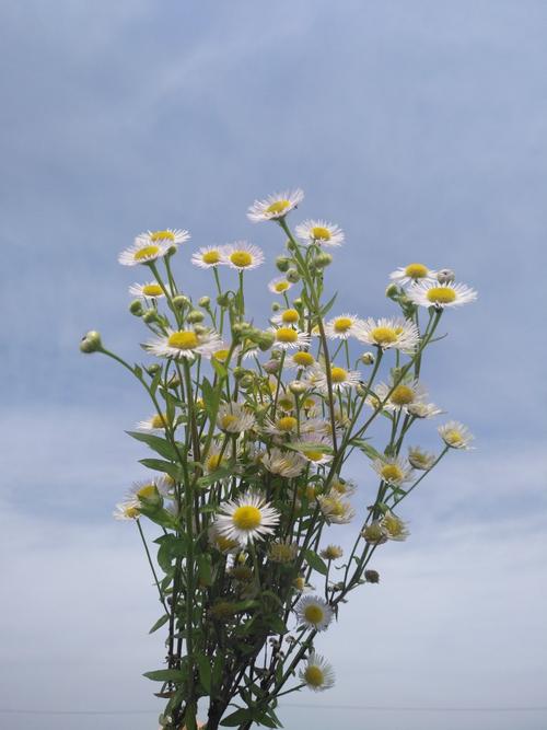 雏菊