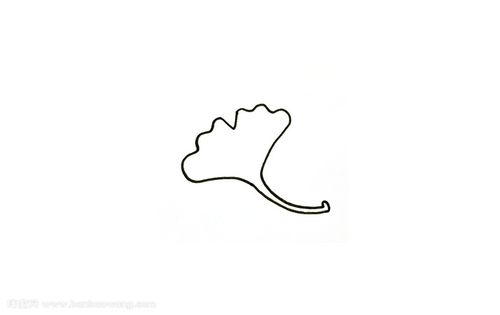 先画出一片扇子形状的银杏树叶,底部是弯弯细细的茎,叶子上端是