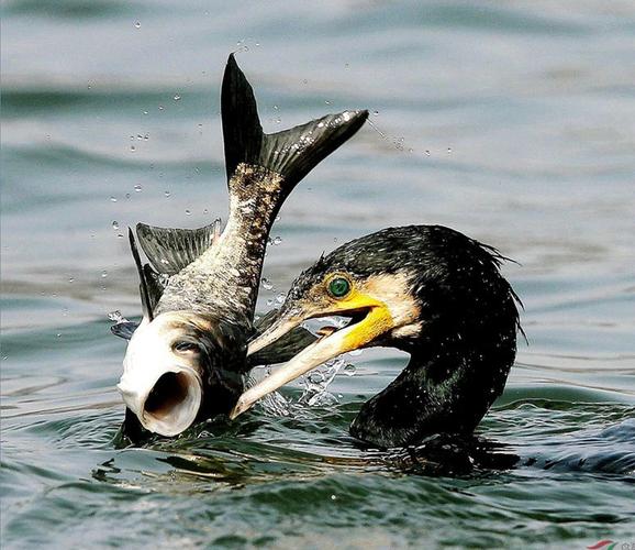 鸬鹚捕鱼图(下)