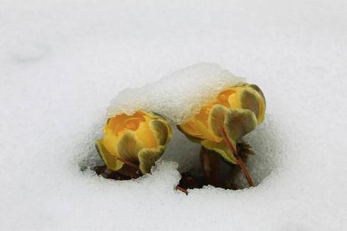 冰山上的雪莲