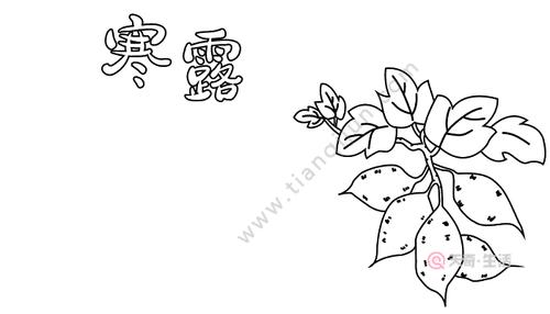 关于寒露画吃的手抄报 寒露的手抄报怎么画