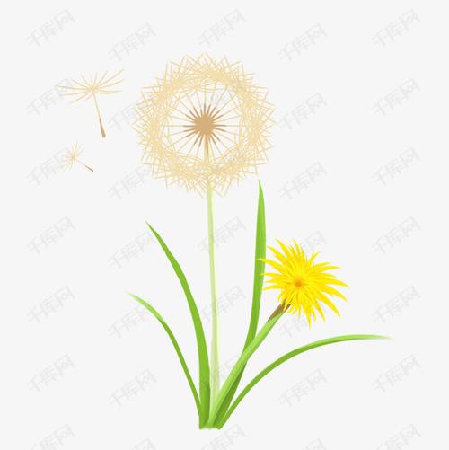 蒲公英手绘