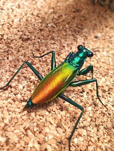 森林野人 华丽金属螳螂 活体螳螂 另类宠物 摄影昆虫