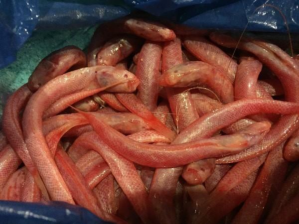 如图  ,  并非 鳗鰕虎鱼   应为      赤九    学名   鰕虎鱼科