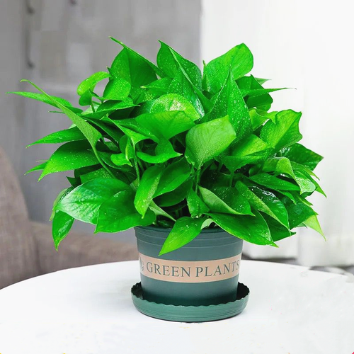 绿萝除甲醛净化空气