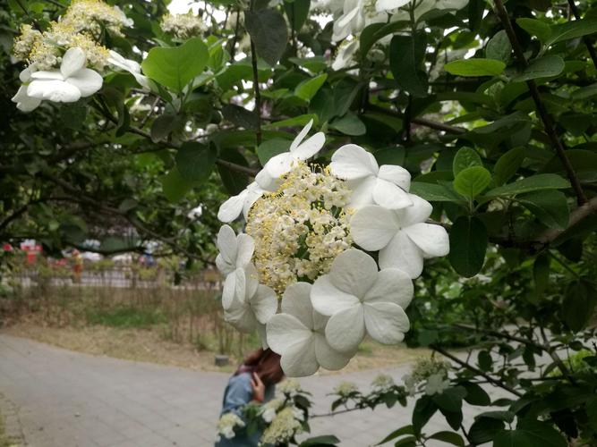 琼花——扬州市市花