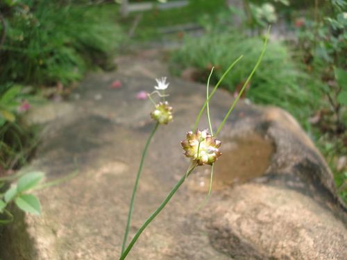 江南-----五月的野蒜花