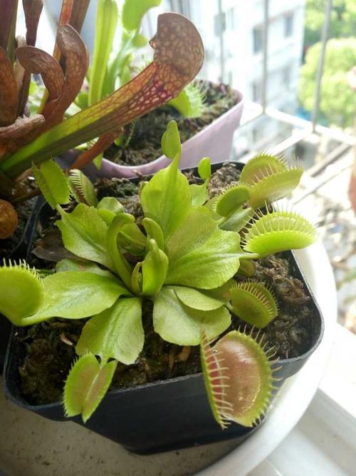 养捕蝇草是一种什么样的体验?
