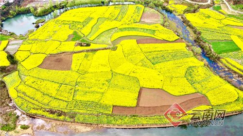 文旅频道 大图滚动 正文   春至花开,云南省曲靖市罗平县百万亩油菜花
