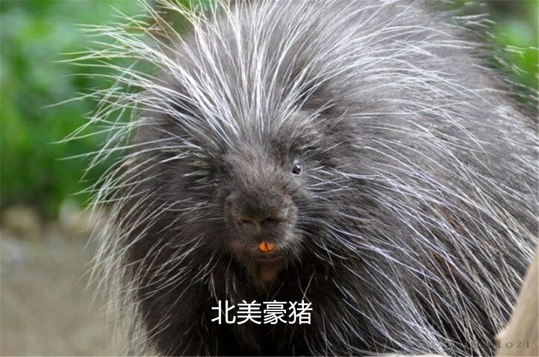 原创豪猪的"刚毛"炸开时,身体是平时的两倍,倒退着冲向对手