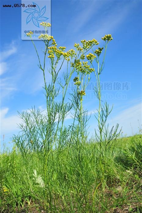 别名兔子毛,疔毒草,惊草,荆草分布于黑龙江,吉林,辽宁,内蒙古,河北