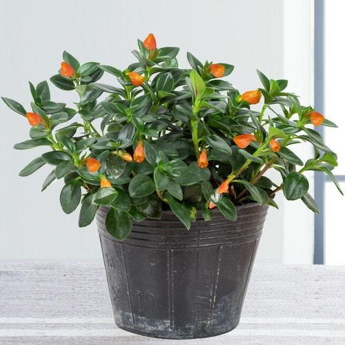 金鱼花吊兰盆栽四季观花植物办公室内花卉吸桌面盆栽开花绿植视频