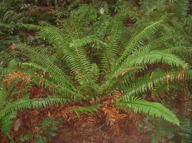 maximum)为蹄盖蕨科蛾眉蕨属下的一个变种,形体较大,羽片及裂片较阔