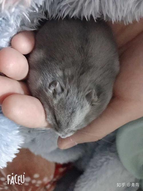 仓鼠建议买紫仓还是三线?