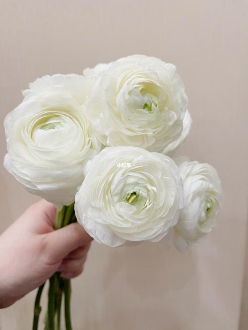 白色洋牡丹_洋牡丹_家居家装_家居装饰